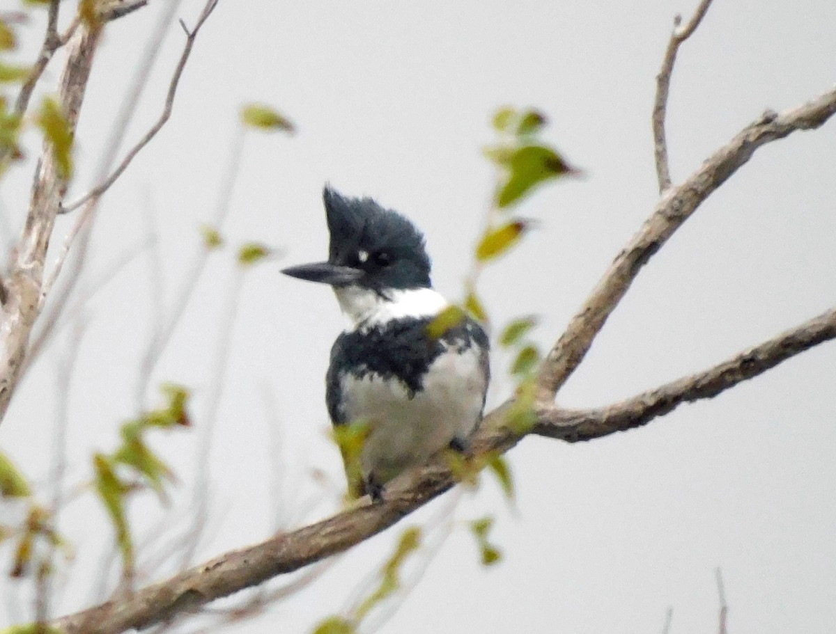 Опоясанный зимородок - ML646408579