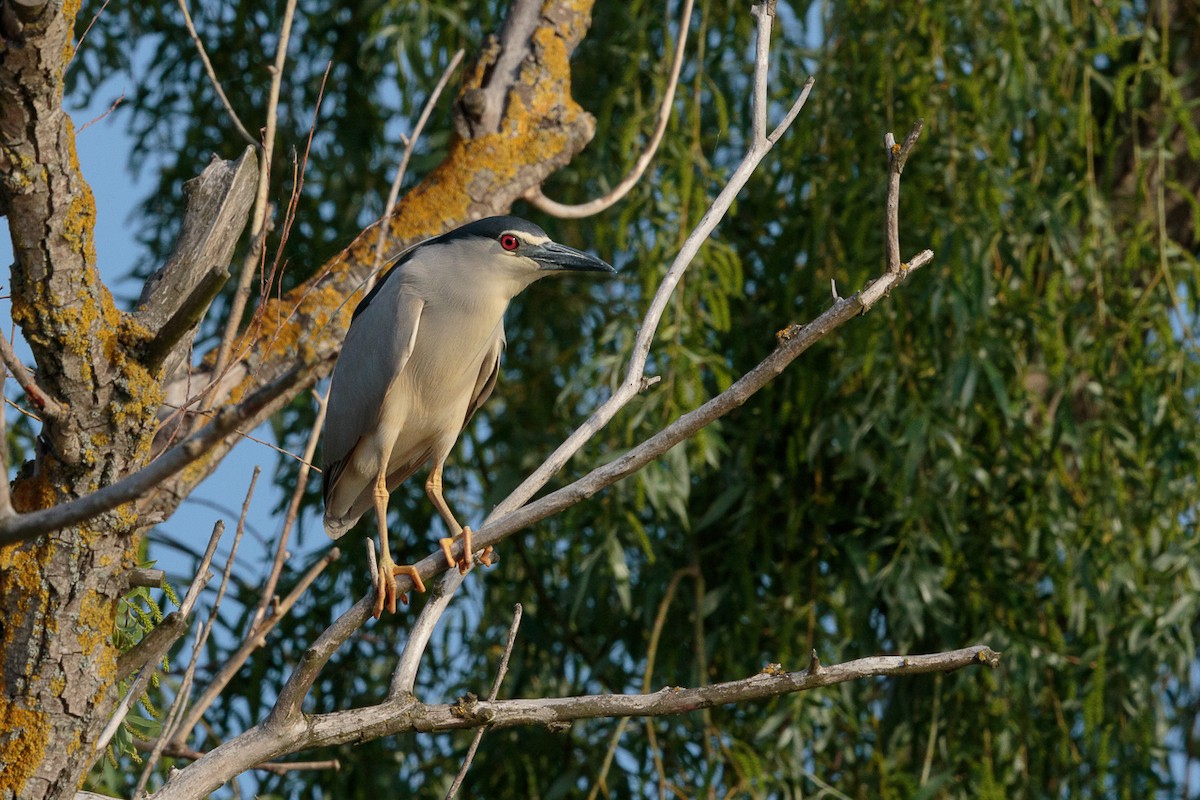 Кваква - ML646408580