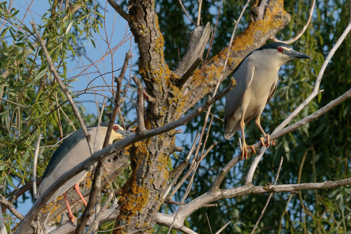 Кваква - ML646408581