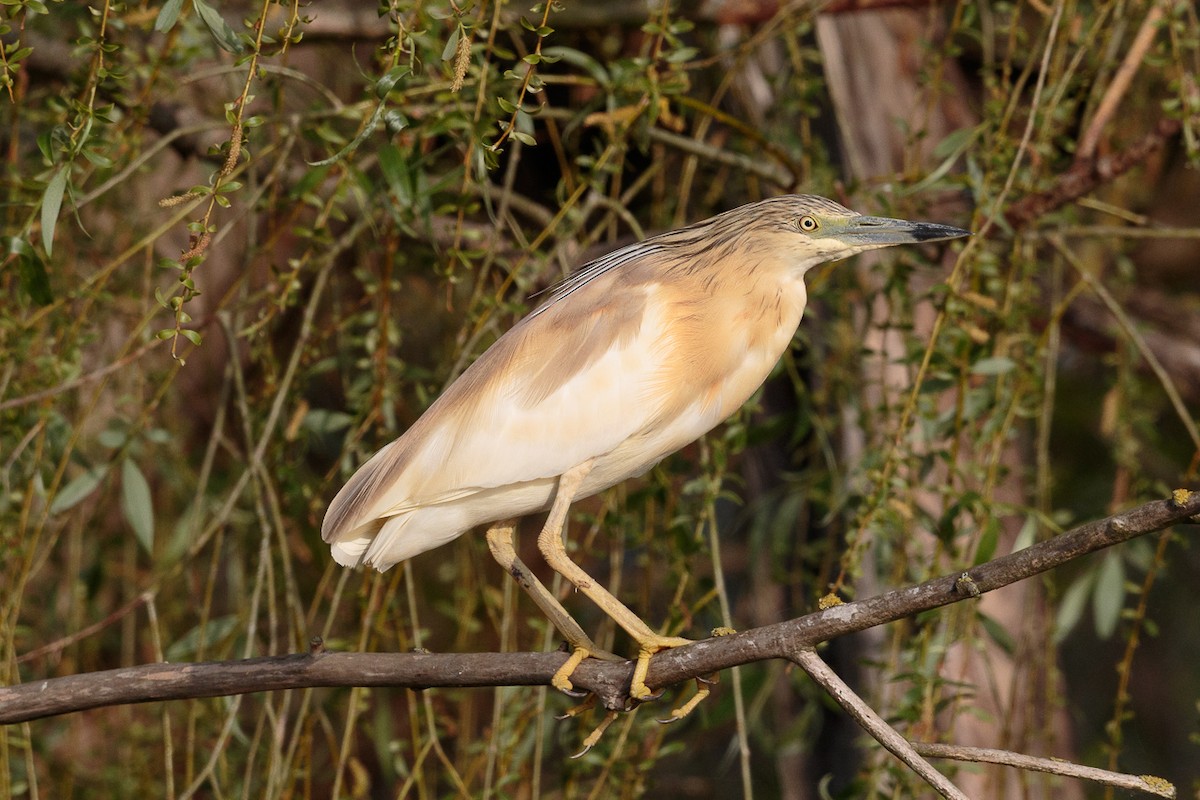 Жёлтая цапля - ML646408582