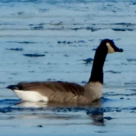 Канадская казарка - ML646408583