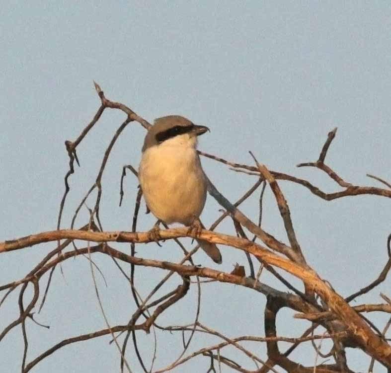 Серый сорокопут (aucheri/buryi) - ML646408584