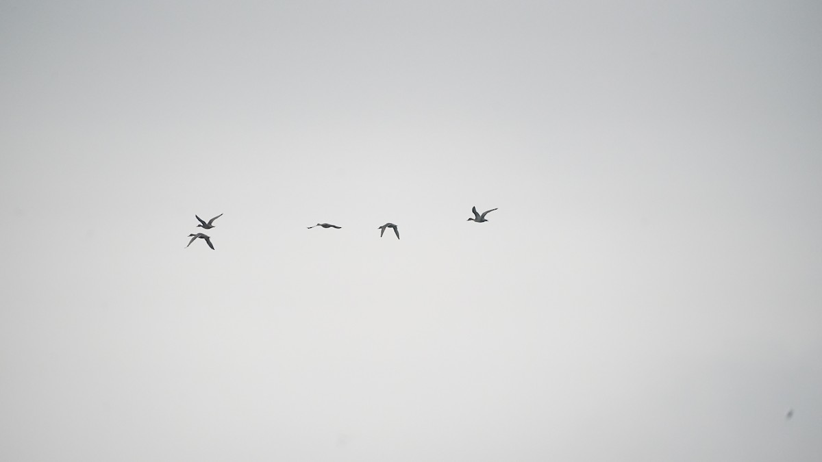 Шилохвость - ML646408585