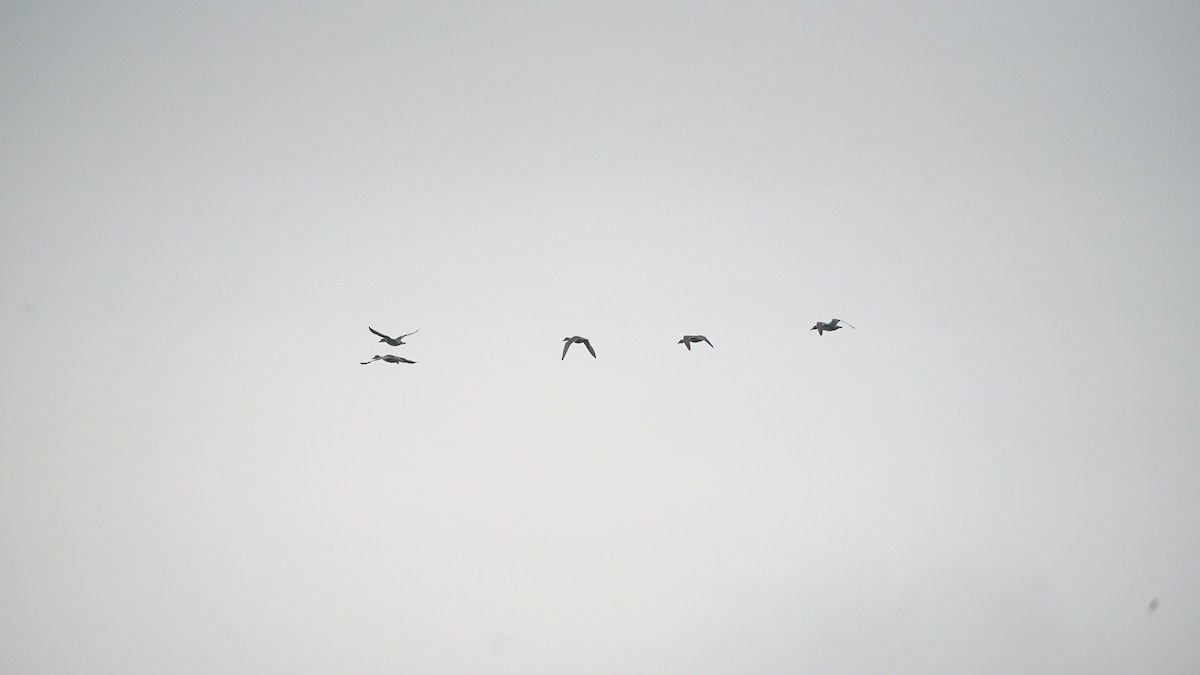 Шилохвость - ML646408586