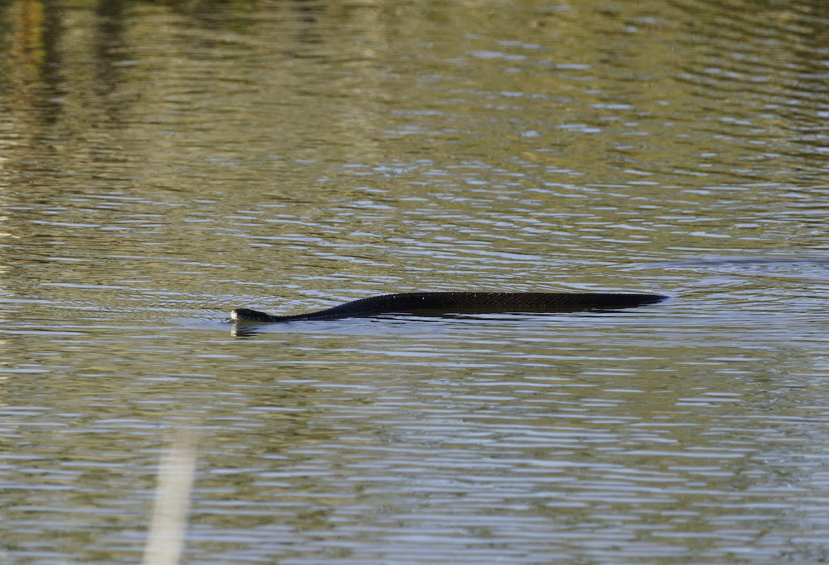 Plain-bellied Watersnake - ML646408587