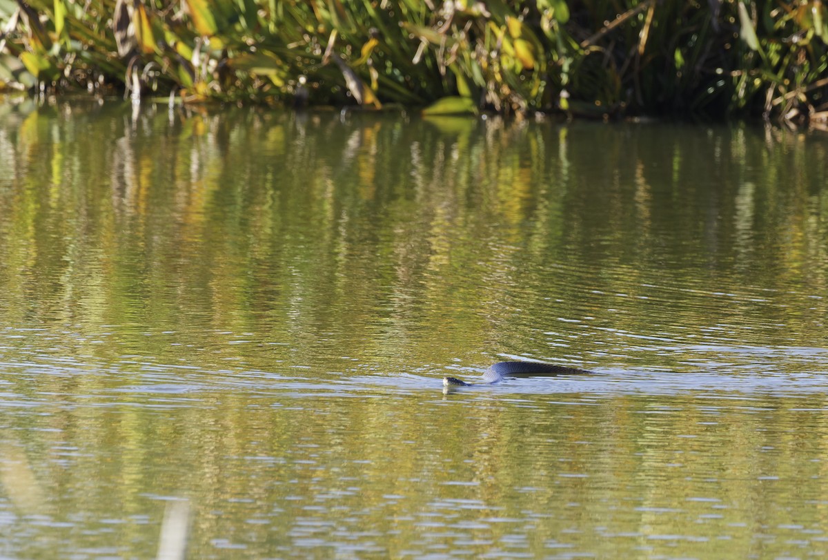 Plain-bellied Watersnake - ML646408588