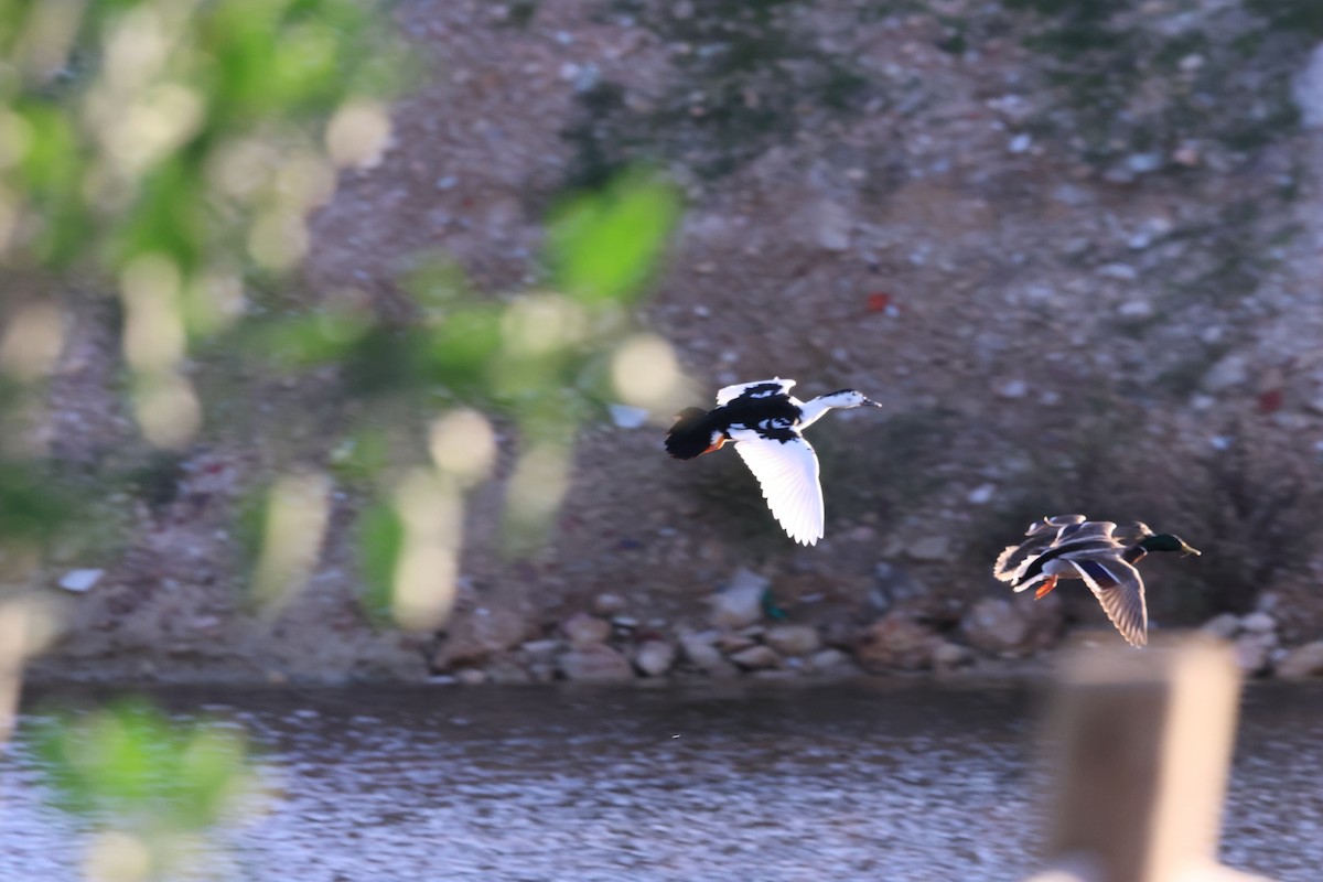 Мускусная утка x Кряква (гибрид) - ML646408589