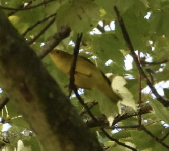 Малая вильсония - ML646408590