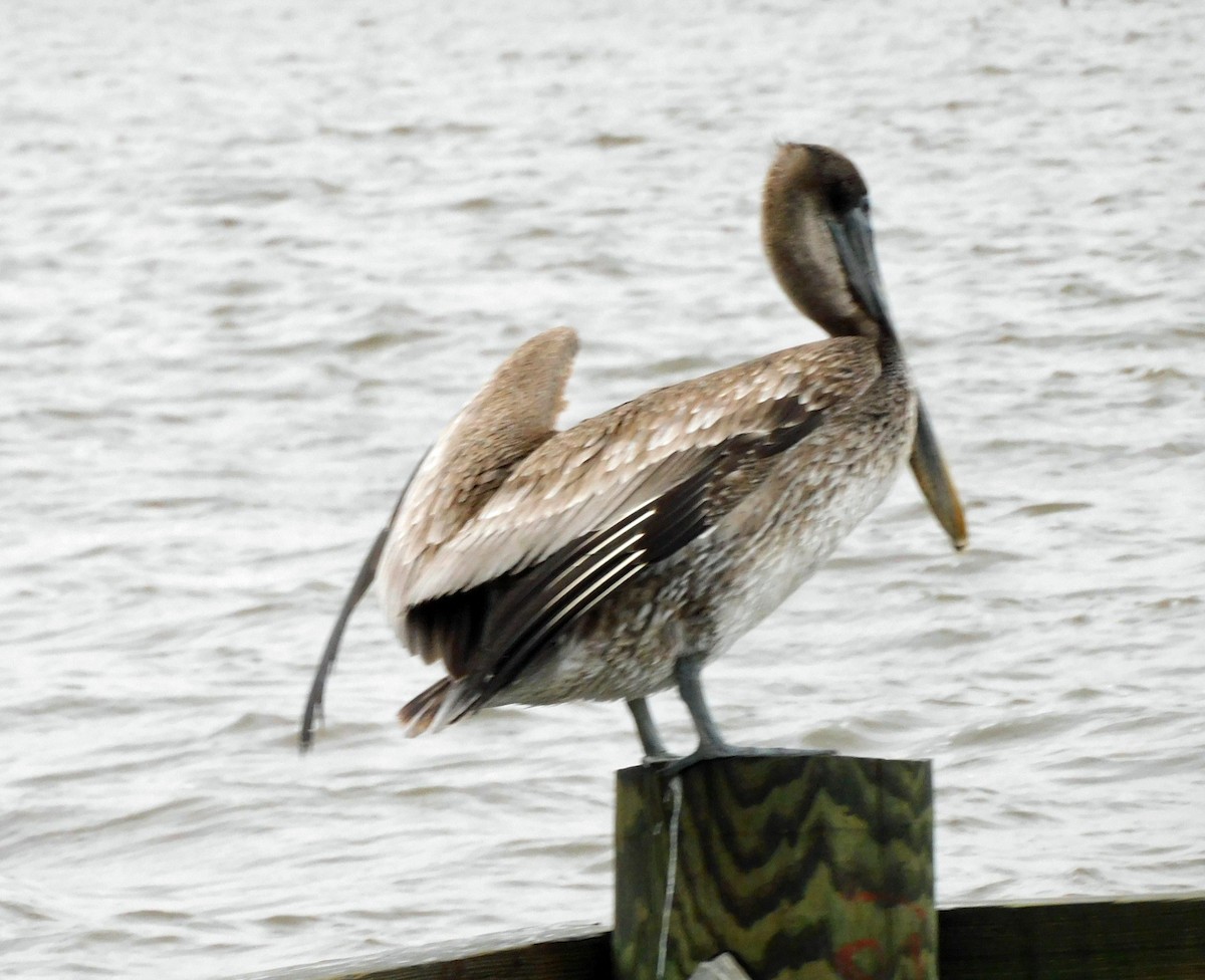 Бурый пеликан - ML646408591