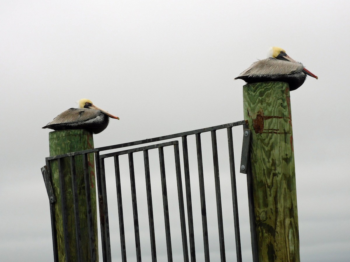 Бурый пеликан - ML646408592