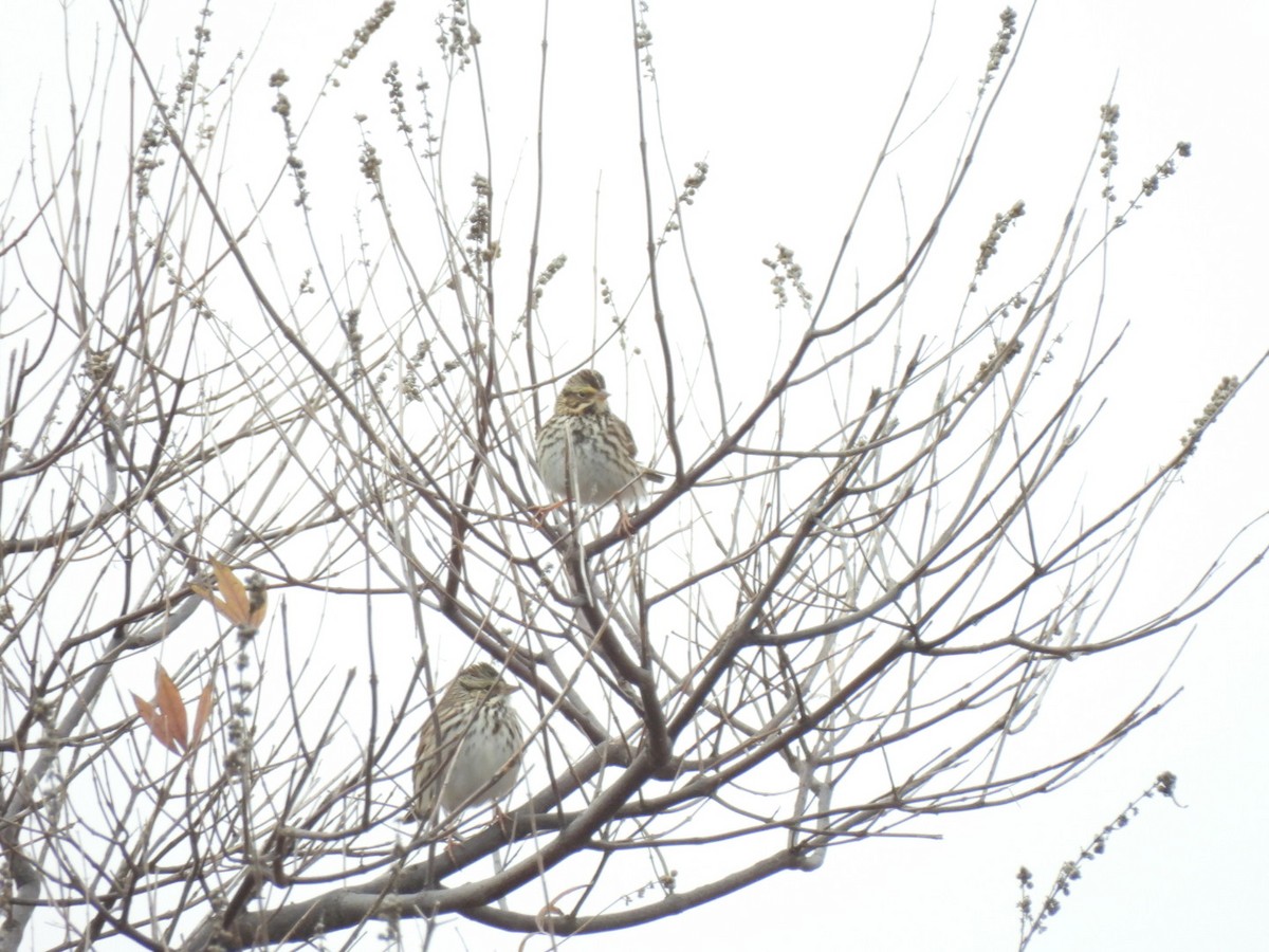 Саванная овсянка - ML646408593