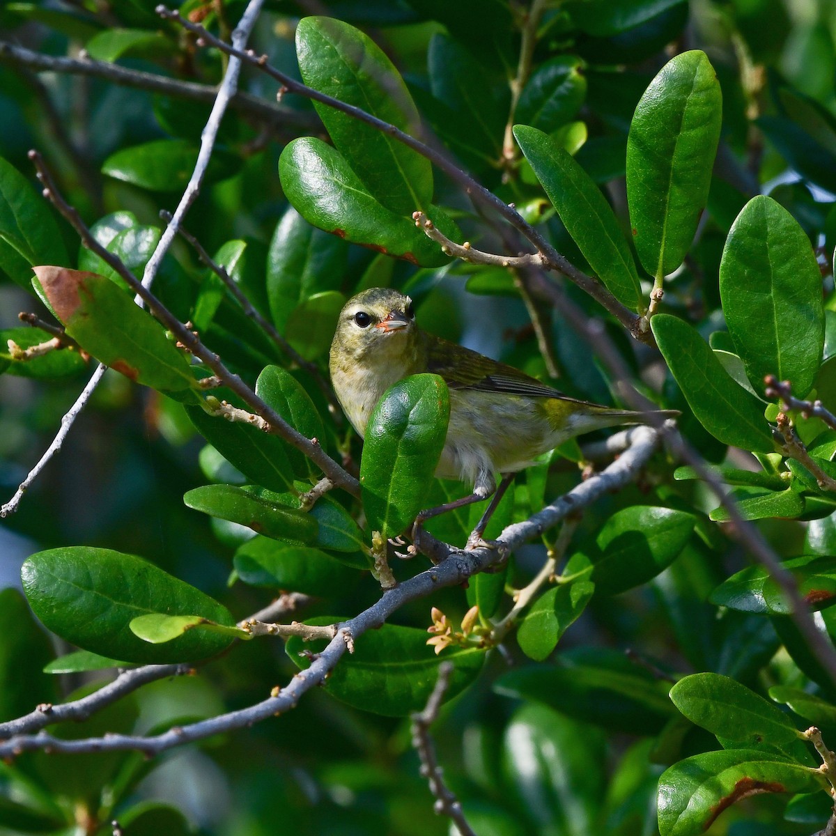 Пеночковая древесница - ML646408596