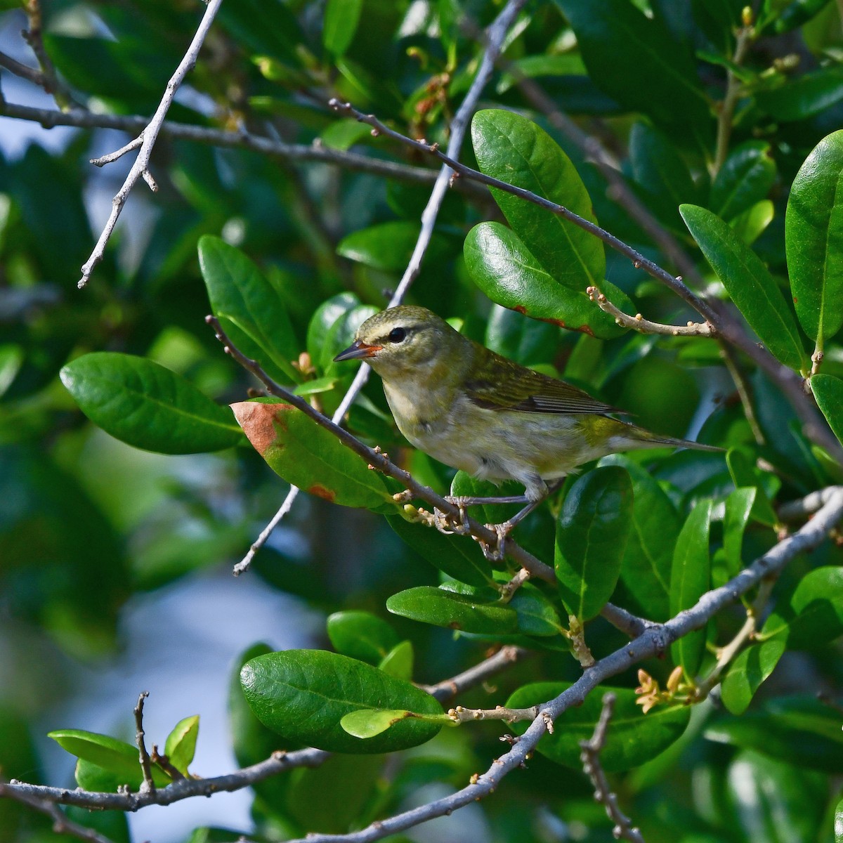 Пеночковая древесница - ML646408597
