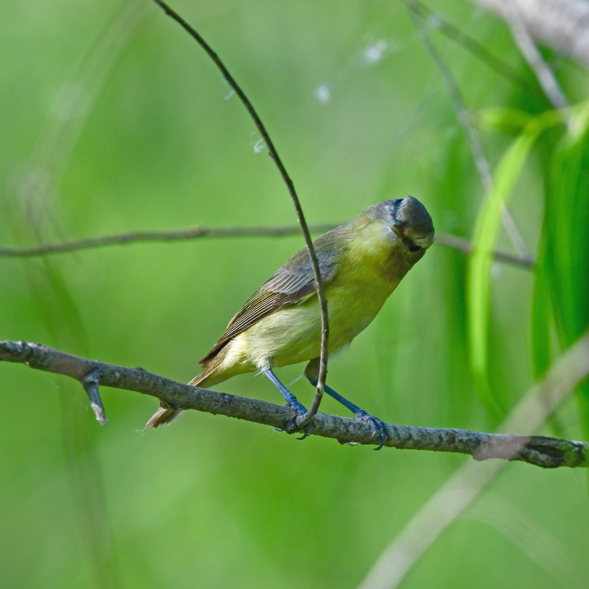 Пеночковая древесница - ML646408598