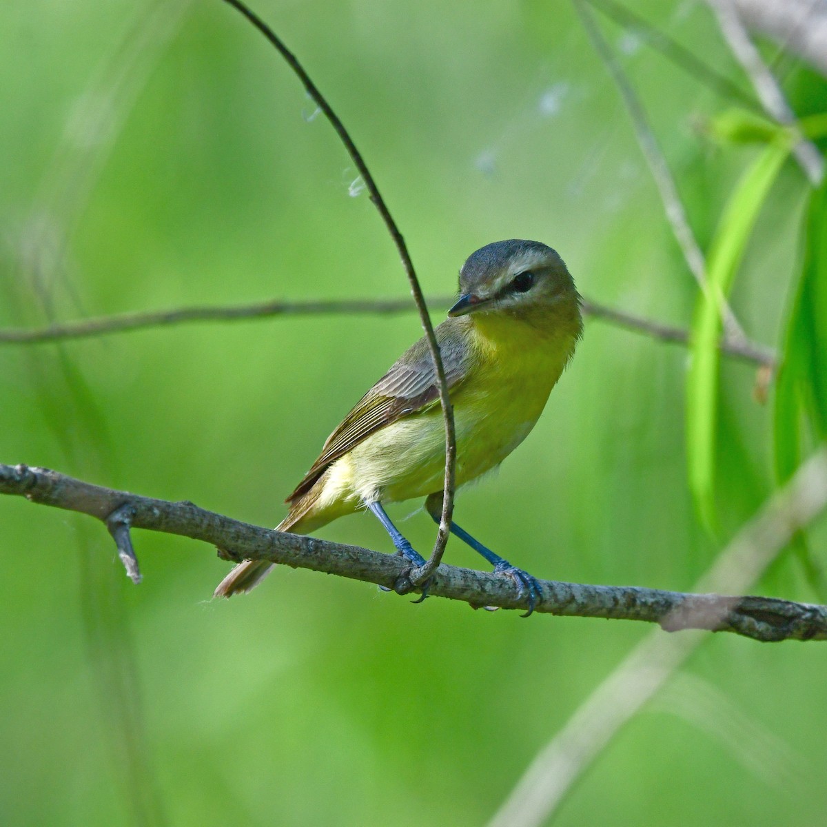 Пеночковая древесница - ML646408599