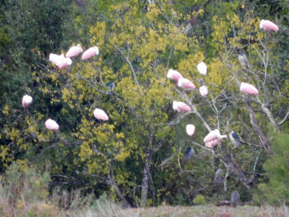 Розовая колпица - ML646408600