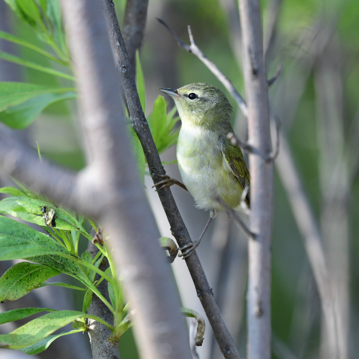 Пеночковая древесница - ML646408601