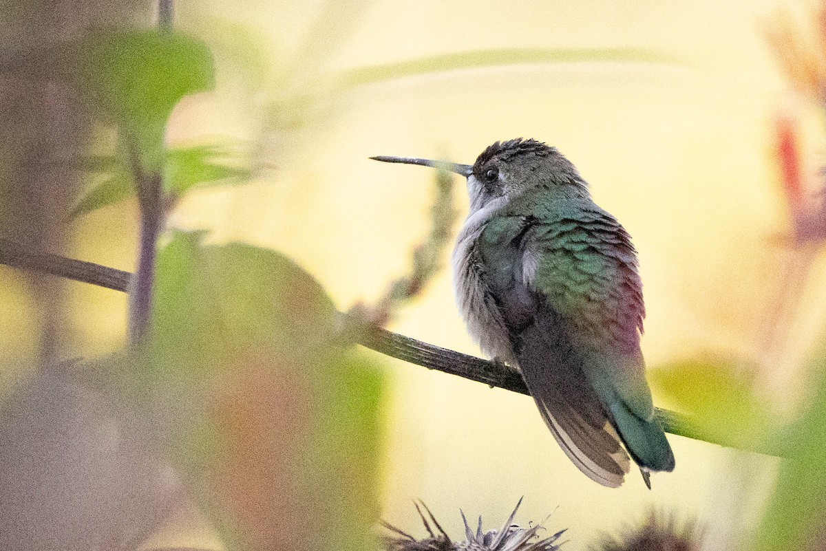 Александров колибри - ML646408602