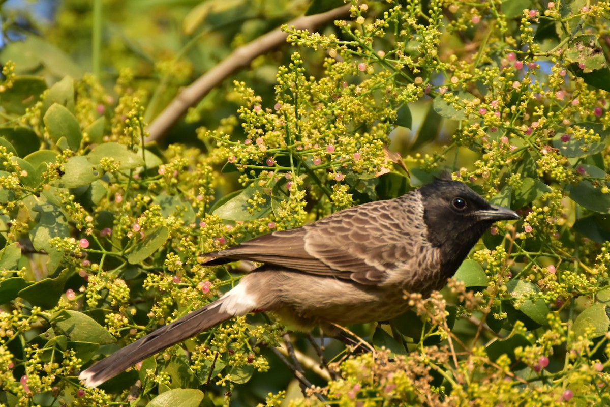 Красногузый бюльбюль - ML646408603