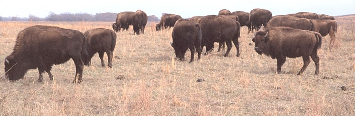 Bisonte americano - ML646408604