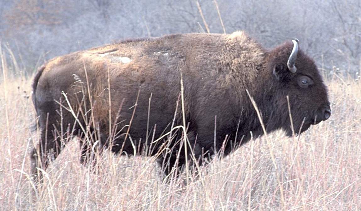 Bisonte americano - ML646408605