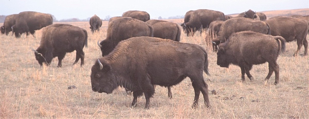 Bisonte americano - ML646408606