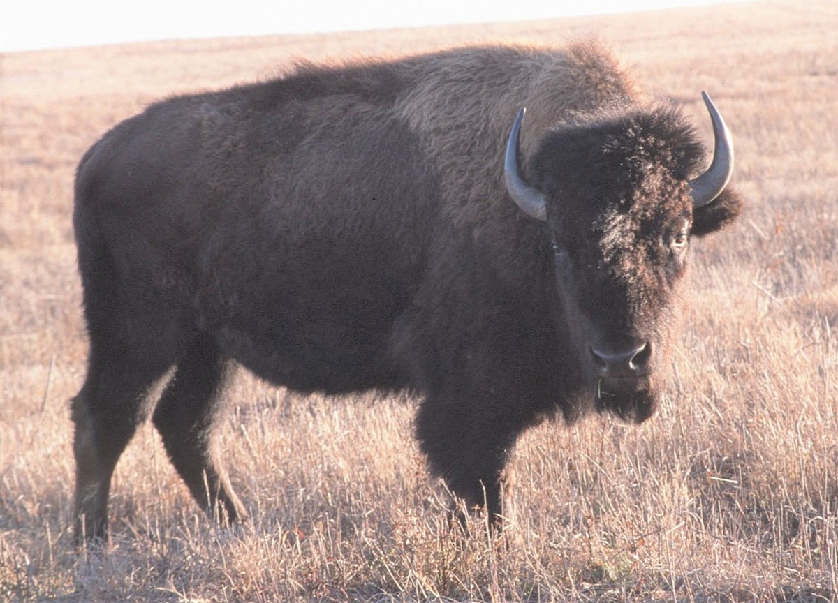 Bisonte americano - ML646408609