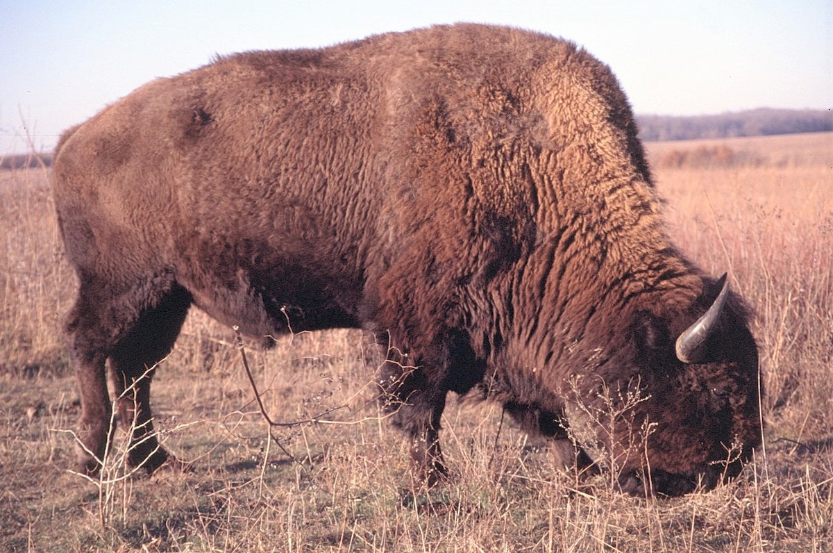 Bisonte americano - ML646408610