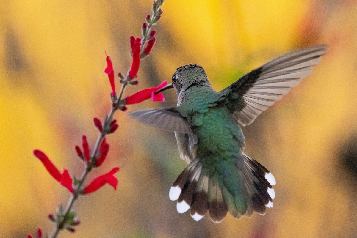 Александров колибри - ML646408611