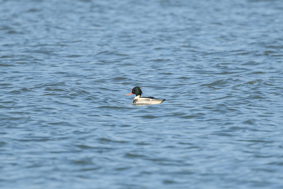 Red-breasted Merganser - ML646408612