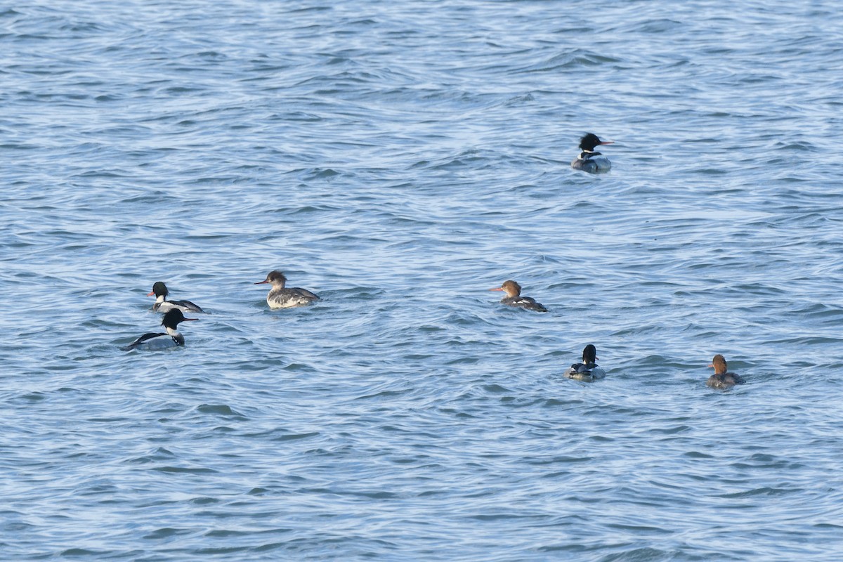 Red-breasted Merganser - ML646408613