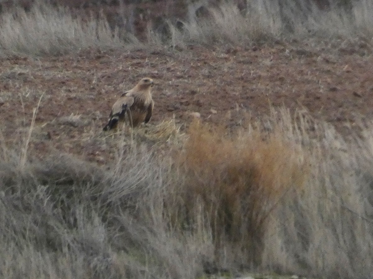 Spanish Eagle - ML646408614