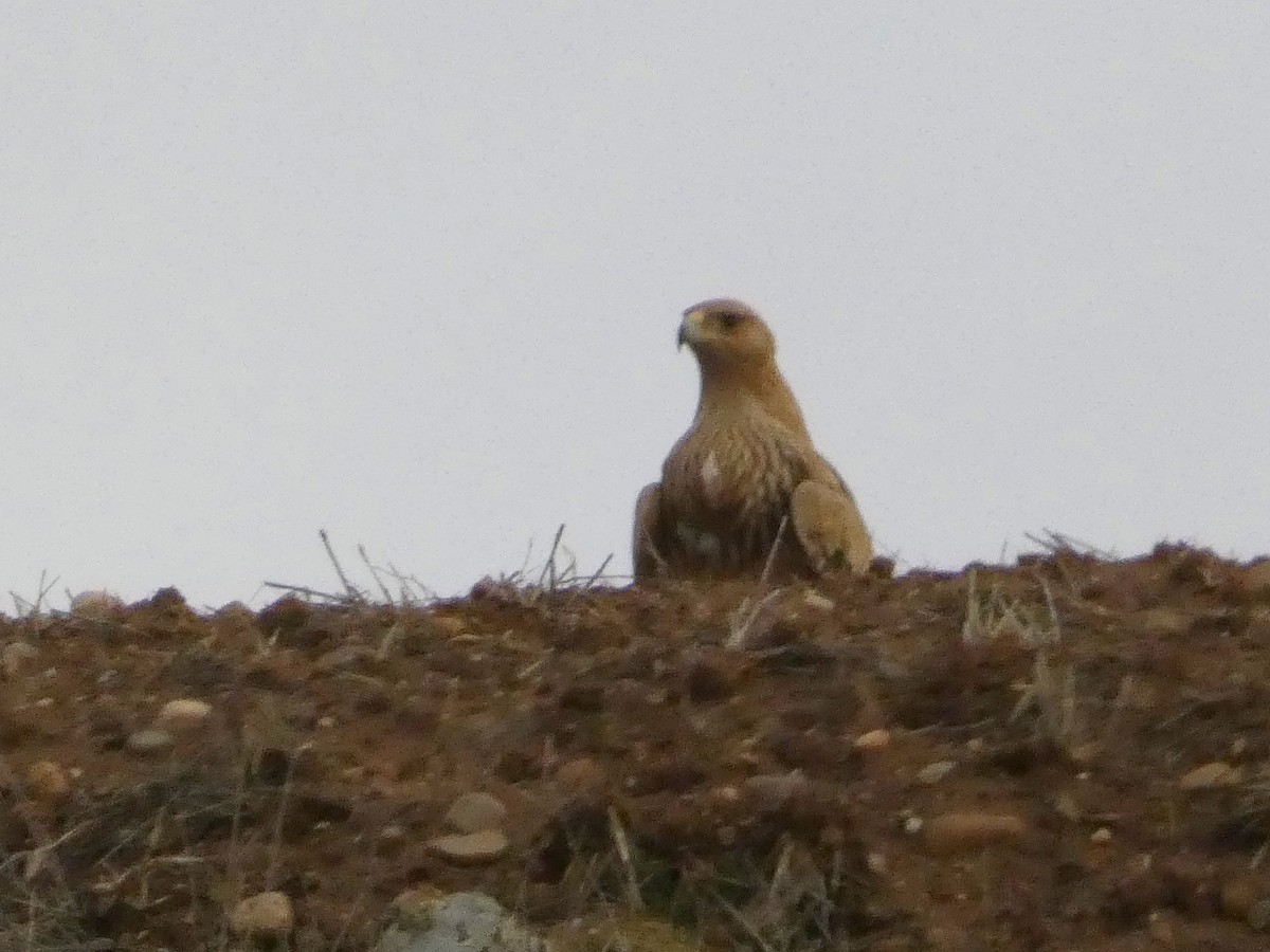 Spanish Eagle - ML646408615