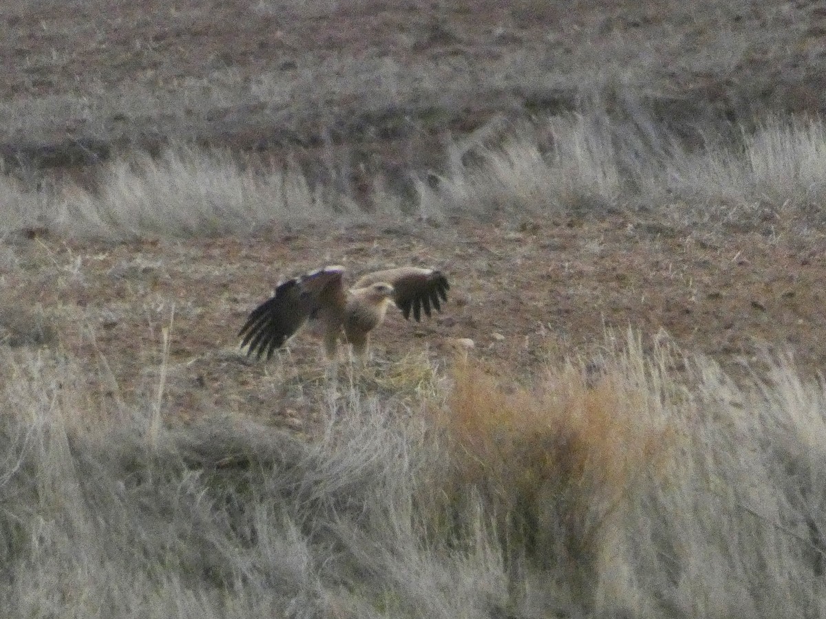 Spanish Eagle - ML646408616