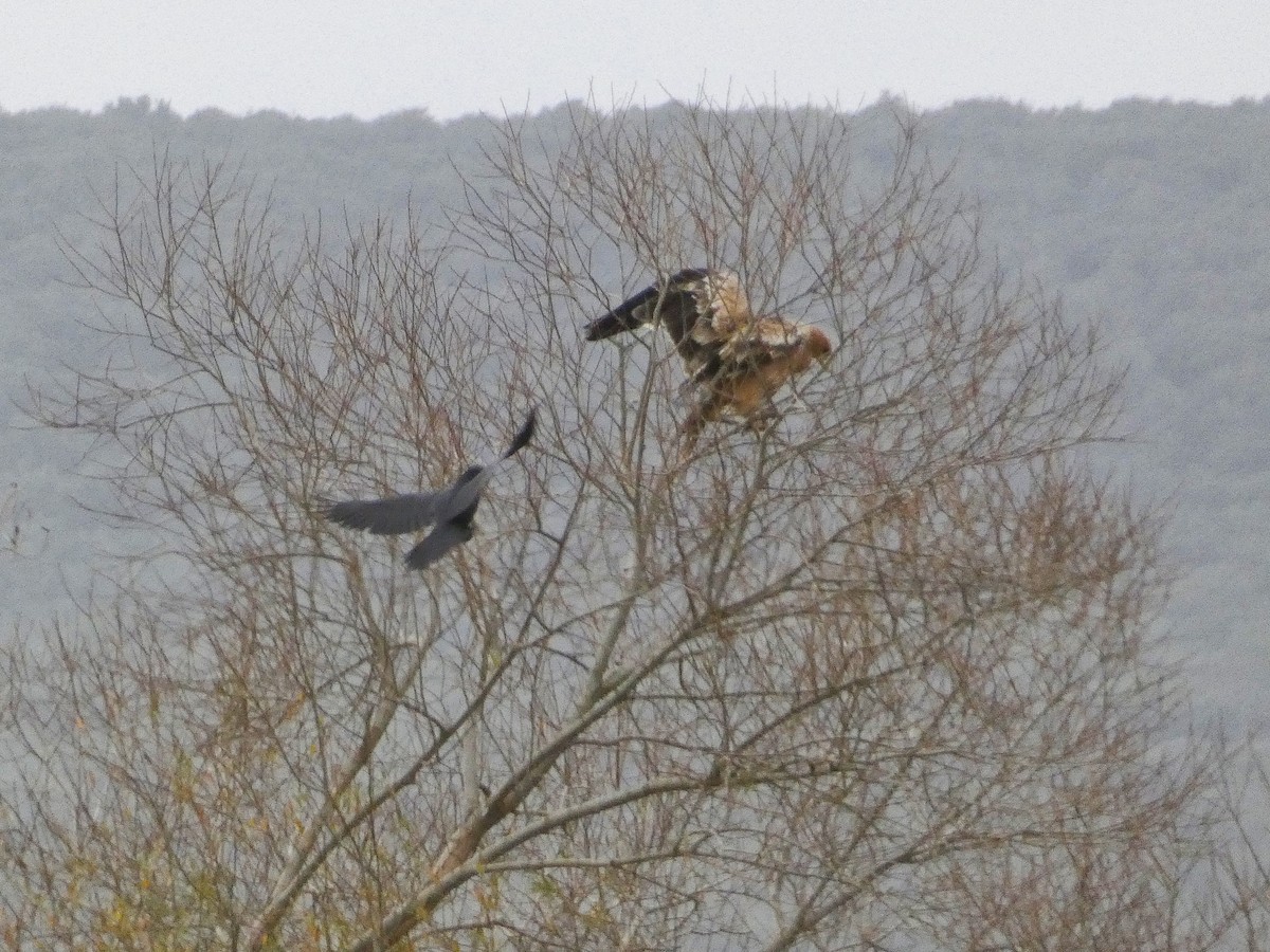 Spanish Eagle - ML646408617