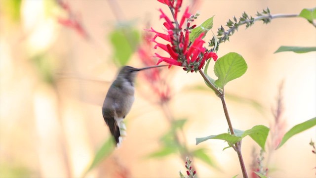 kalypta černobradá - ML646408618