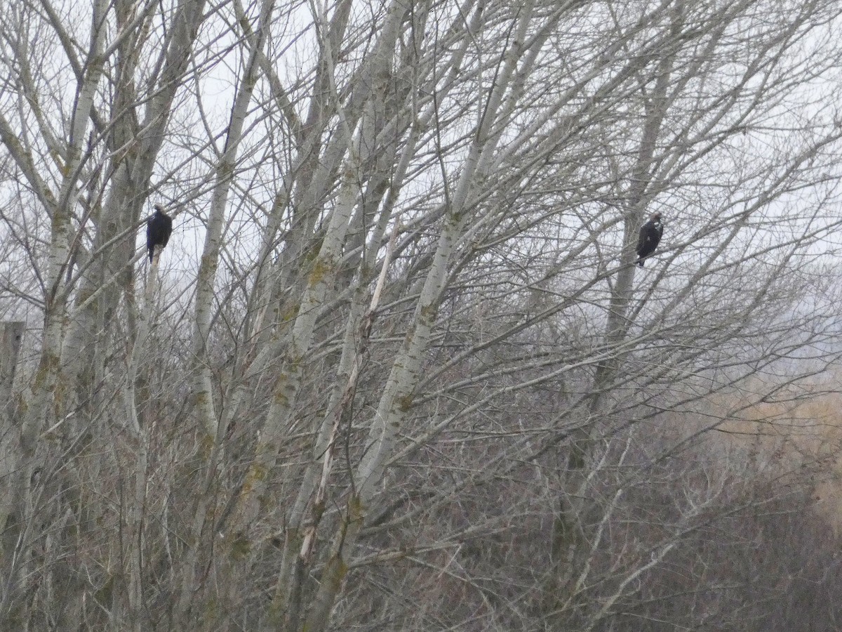 Spanish Eagle - ML646408619