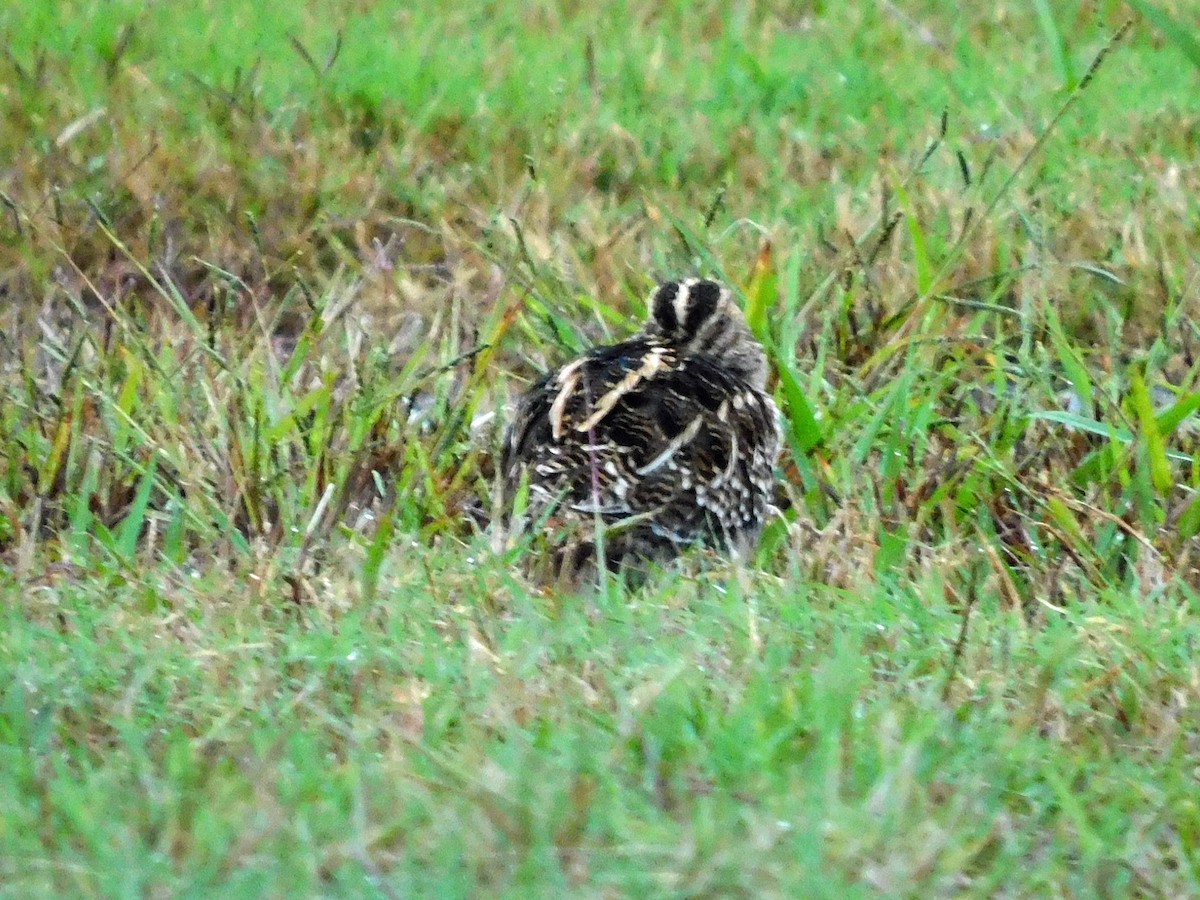 Wilson's Snipe - ML646408621