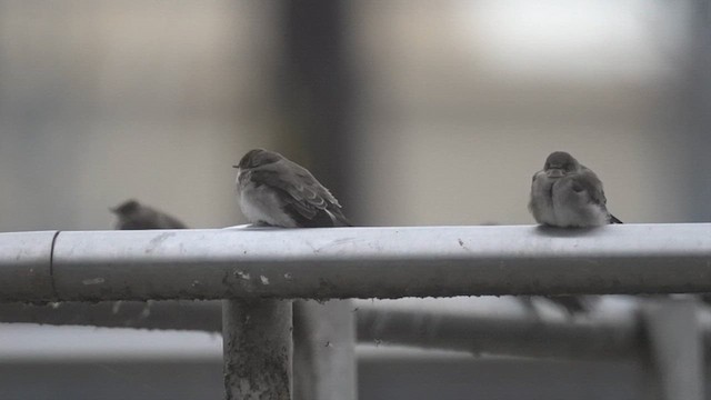 vlaštovka šedohnědá - ML646408622