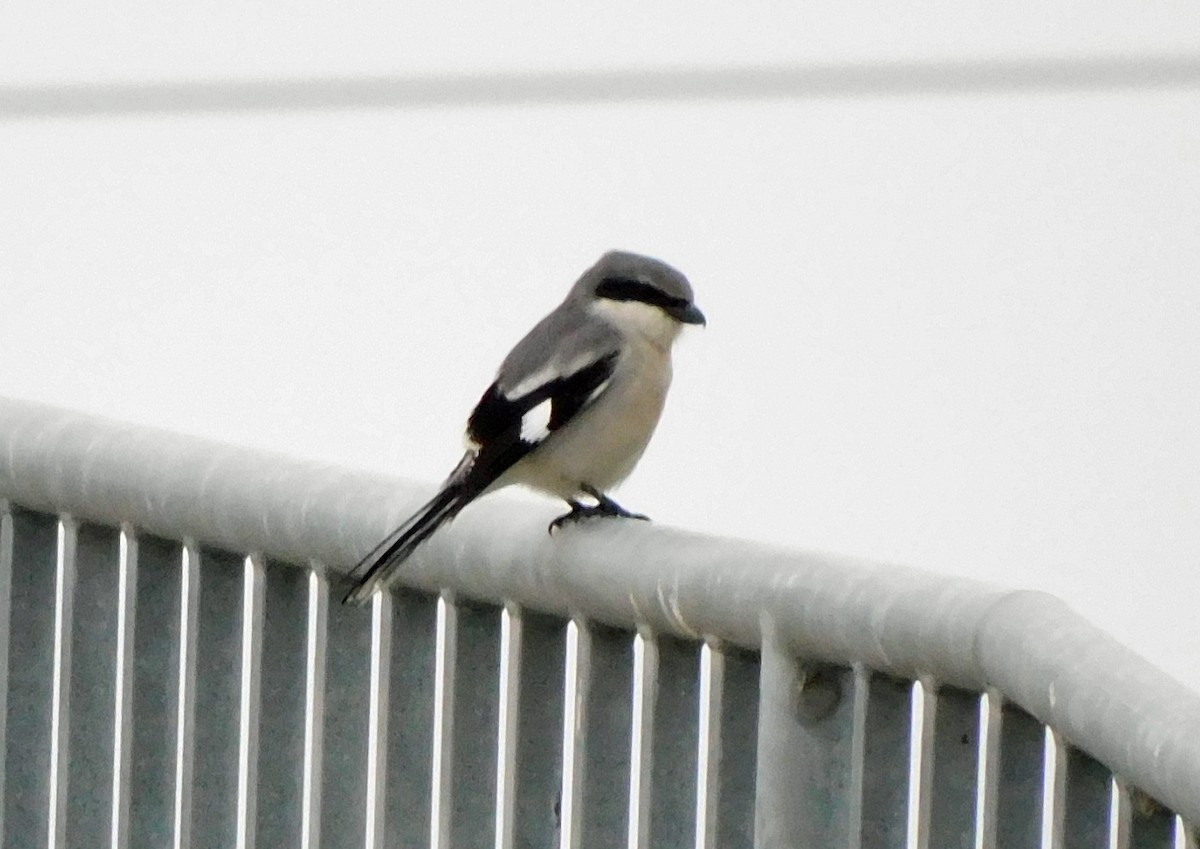 Loggerhead Shrike - ML646408623