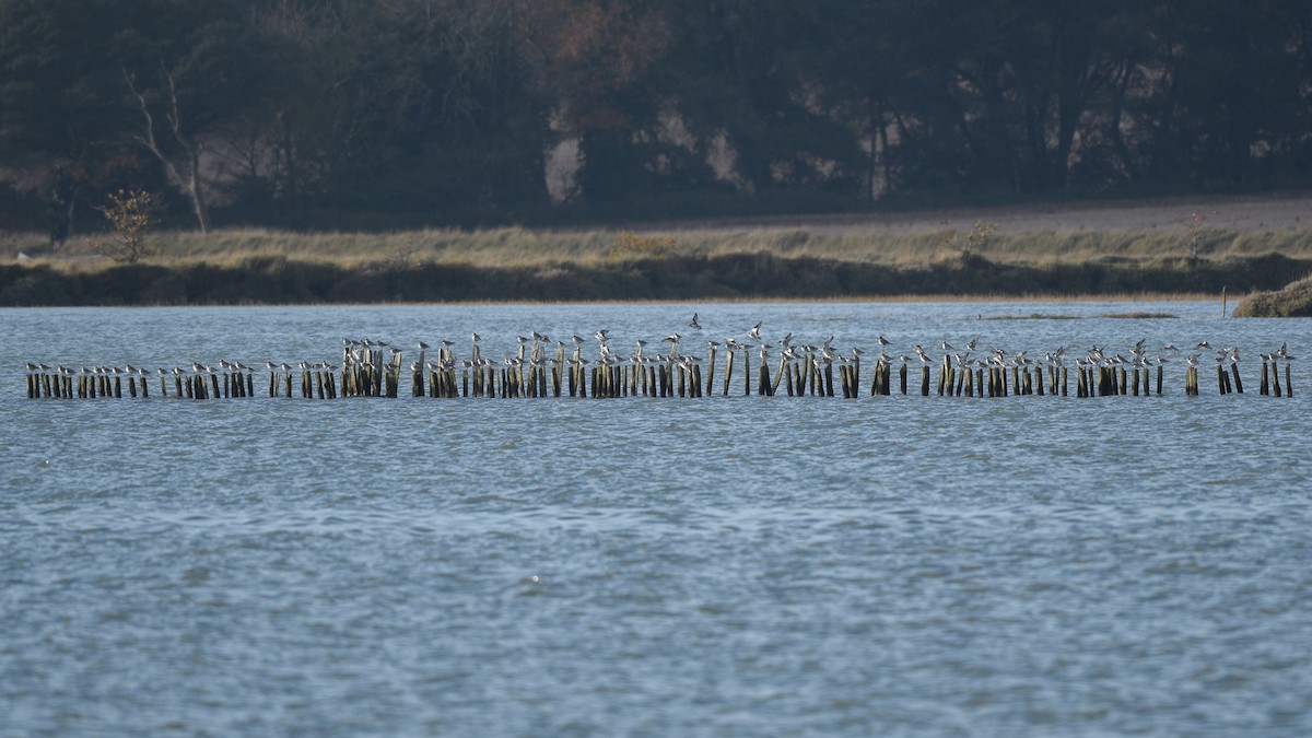 Побережник ісландський - ML646408624