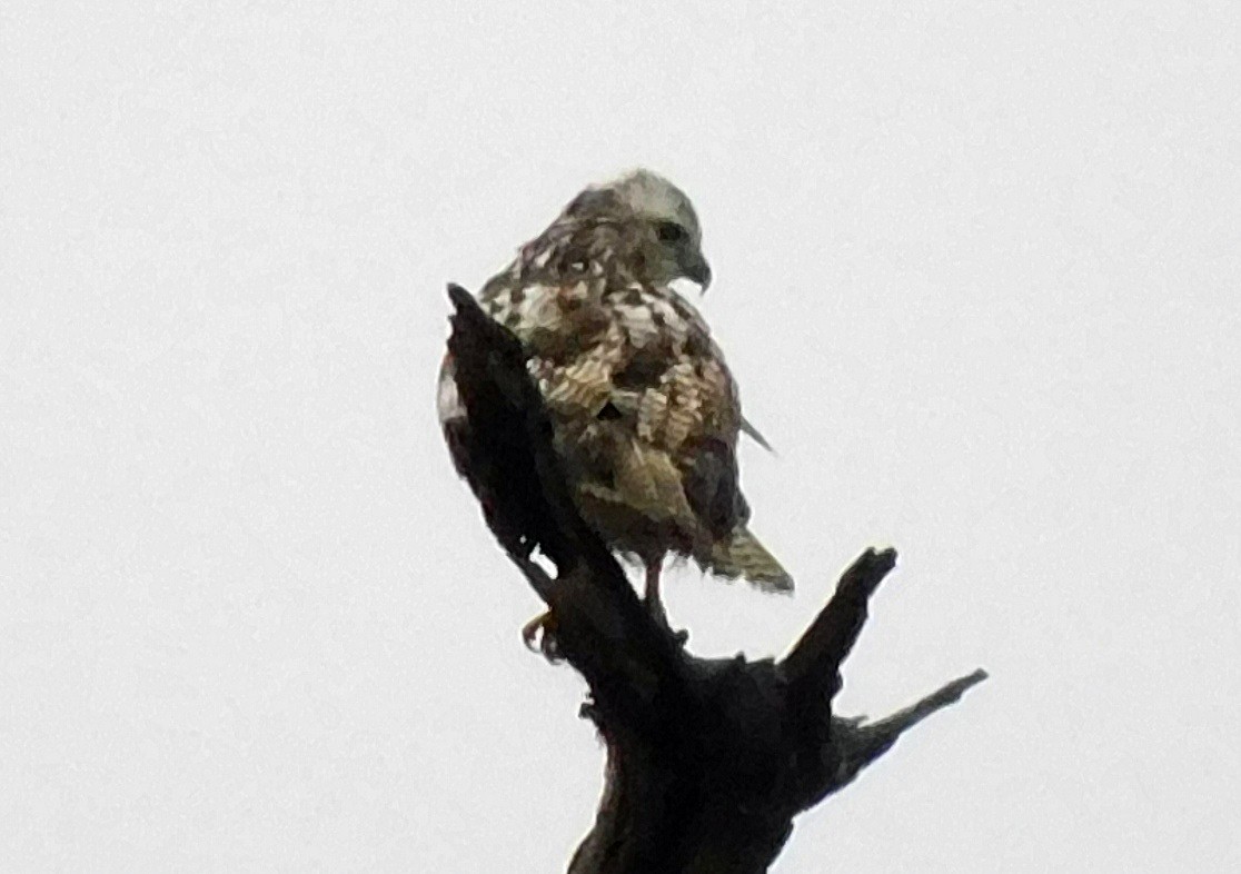 Red-tailed Hawk - ML646408625