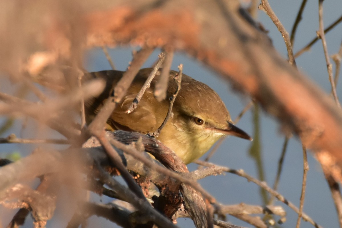 Clamorous Reed Warbler - ML646408630