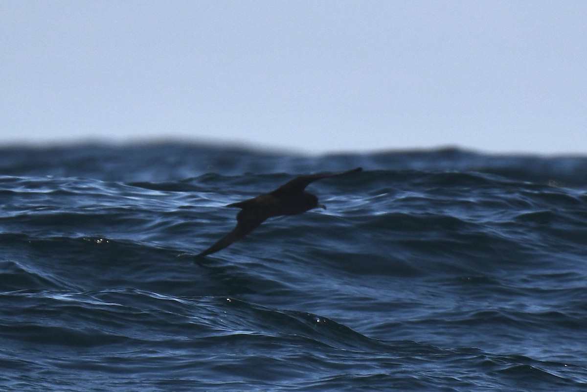 肉足水薙鳥 - ML646408648