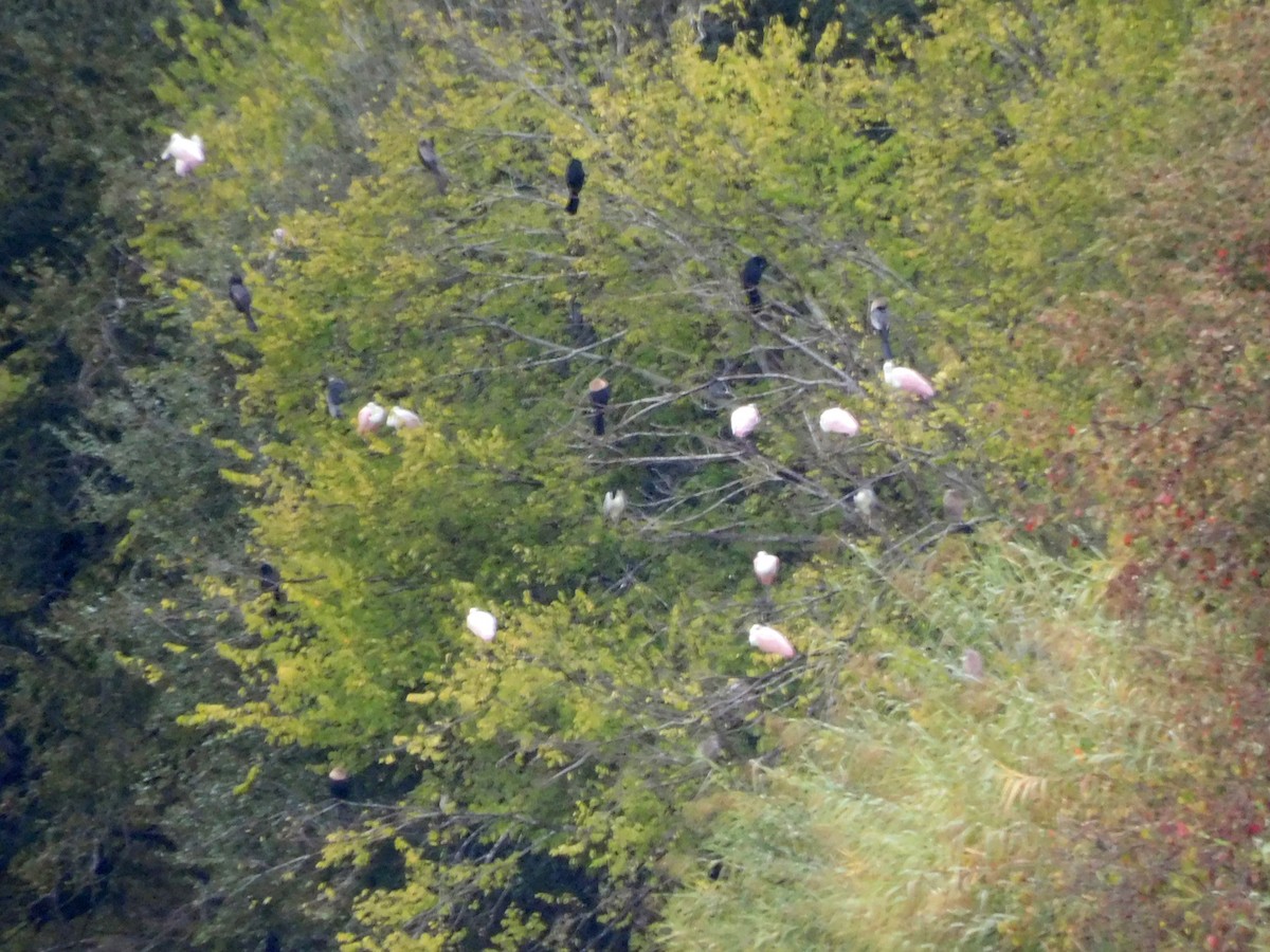 Roseate Spoonbill - ML646408651