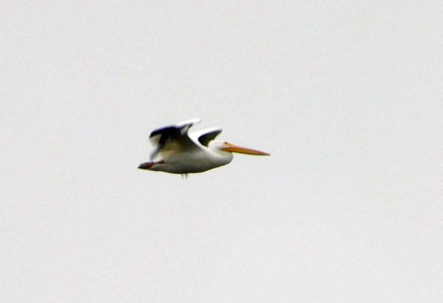 American White Pelican - ML646408653