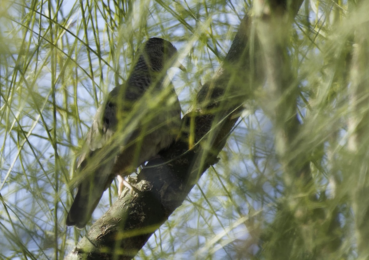 Common Ground Dove - ML646408654