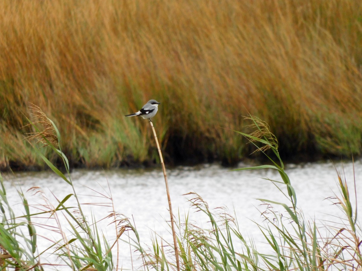 Loggerhead Shrike - ML646408655