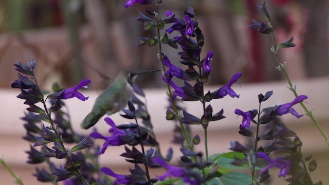 kalypta černobradá - ML646408657