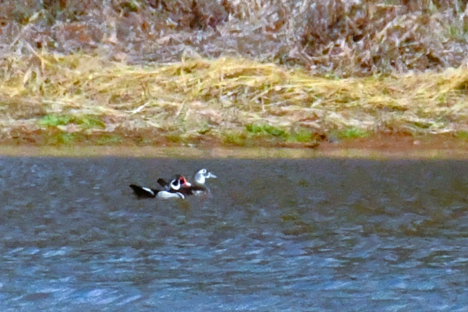 kachnička karolínská - ML646408658